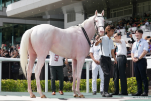 【ファンタジーS 枠順確定】白毛馬ゴージャスは2枠3番、カワキタマナレアは8枠15番