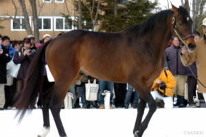 重視される「母父の名」…2024中央競馬BMSランキング【2位】いきなり40億円…大王の血はまだまだ健在