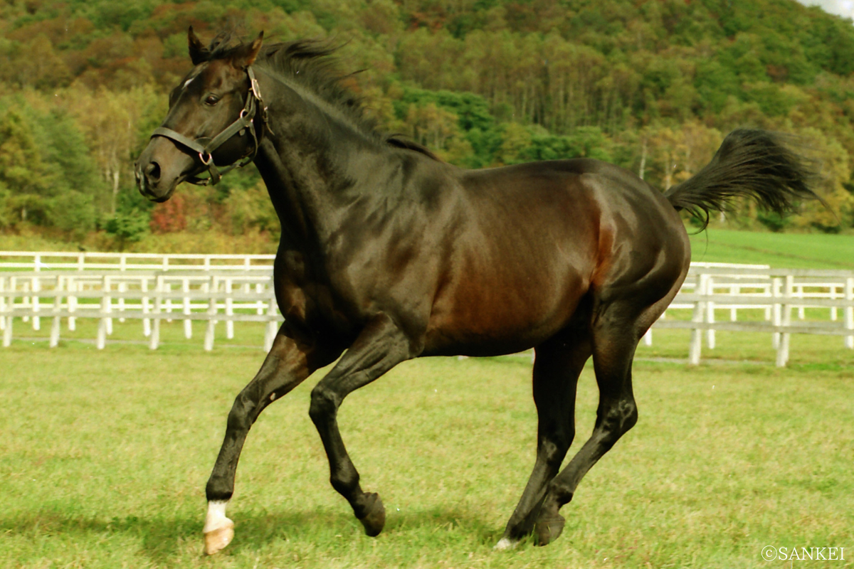 ブライアンズタイム産駒獲得賞金トップテン】G1級36勝・ダービー