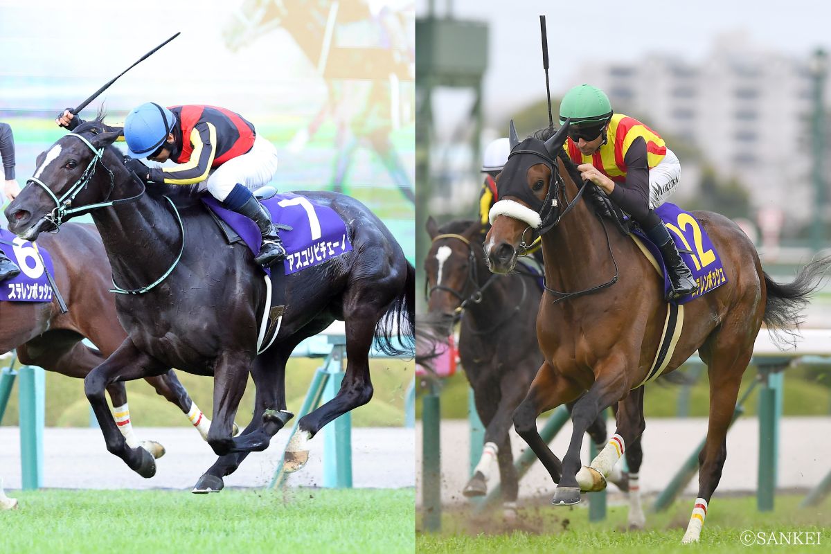 アスコリピチェーノ（写真左）とステレンボッシュ（写真右）