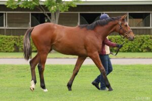 【今週の注目新馬】3億円ホース・ハムタン、武豊騎手と挑む待望のデビュー戦
