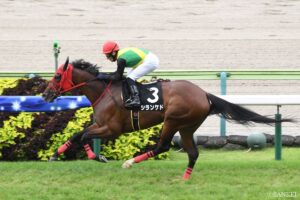 【新潟記念 有力馬診断】△候補が丸わかり！シランケドなど3頭のコメントを紹介
