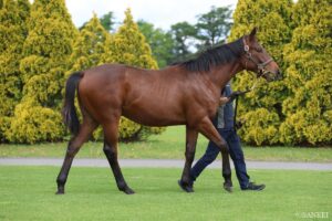喉から手が出るほど欲しかった…セレクトセール高額落札馬（2）金満馬主の爆買いは…！ 大注目の超高額良血馬