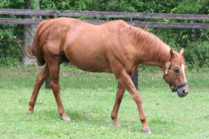 【フレンチデピュティ産駒獲得賞金トップ10】芝＆ダート兼用の名種牡馬…産駒ナンバーワンに輝いたのは？