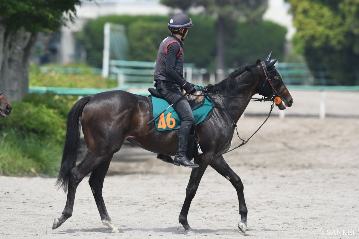 ライヒスアドラー（2025年5月21日美浦トレセン）