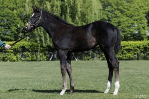 中央GⅠ制覇へのカウントダウン？良血馬が続々デビュー【藤田晋オーナー所有の2歳馬 5選 Part3】