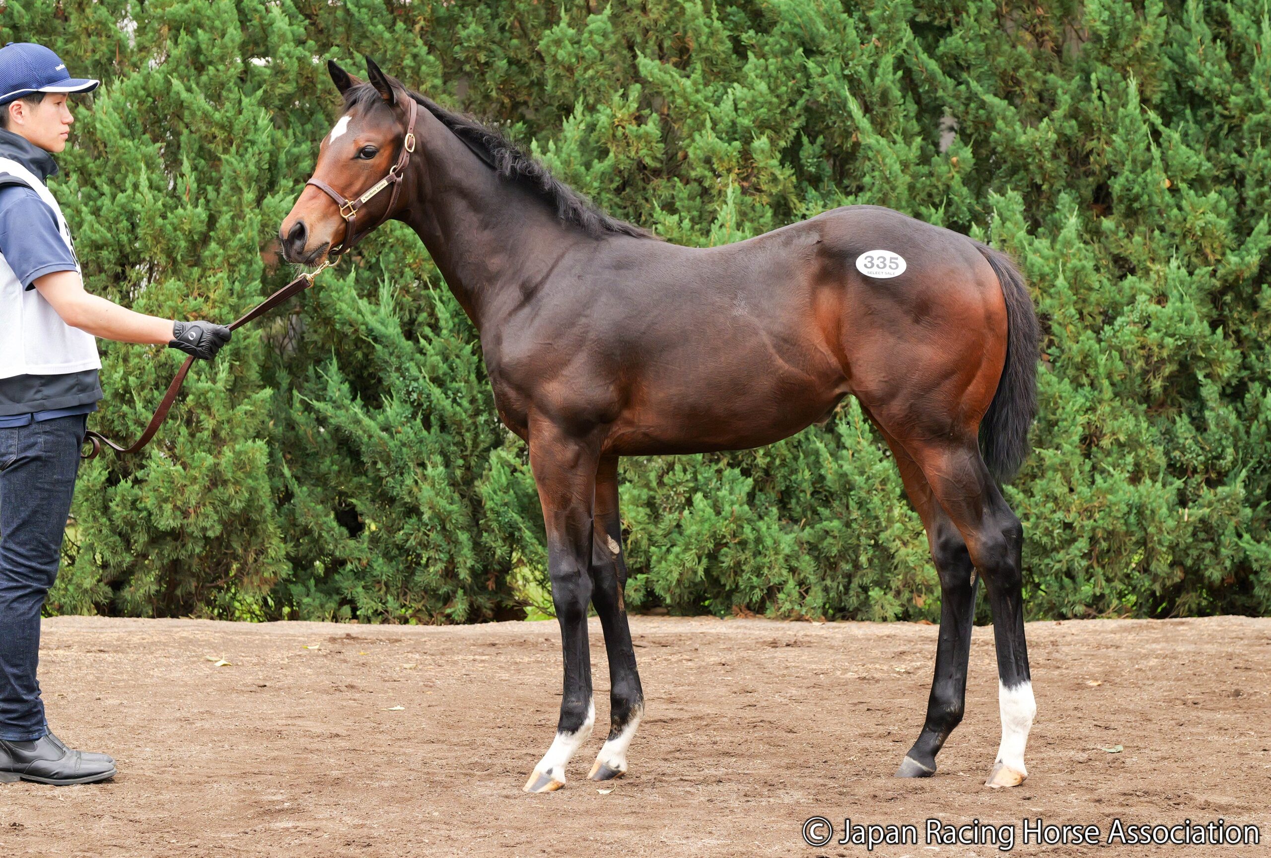 藤田晋氏が落札したレディランドルフの2025（父キタサンブラック）ⓒJapan Racing Horse Association