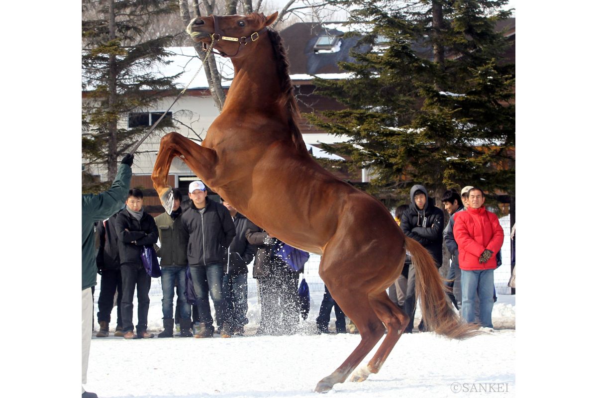 ゴールドアリュール(2013年社台スタリオン種牡馬展示会)