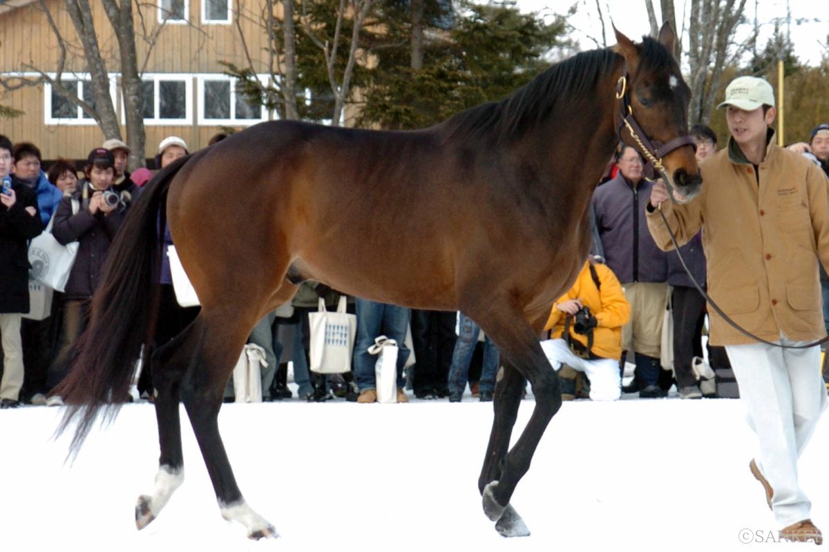 キングカメハメハ（2005年社台スタリオン種付馬展示会）