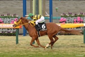 ジャングルポケット産駒最強馬は？獲得賞金ランキング【第7位】重賞未勝利で唯一！GⅠでも激走した影の実力者