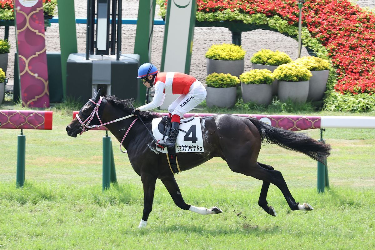 2024年6月22日未勝利戦を制したショウナンザナドゥ
