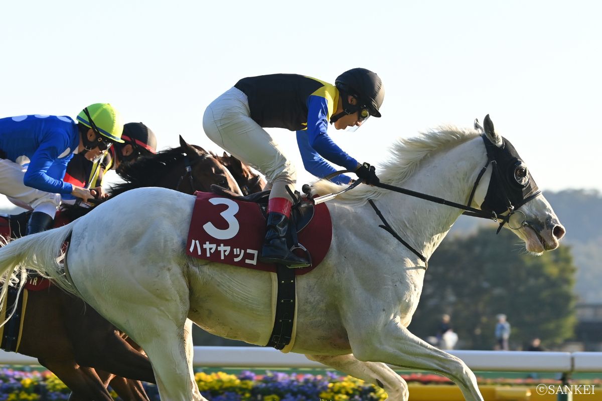 2024年アルゼンチン共和国杯を制した時のハヤヤッコ