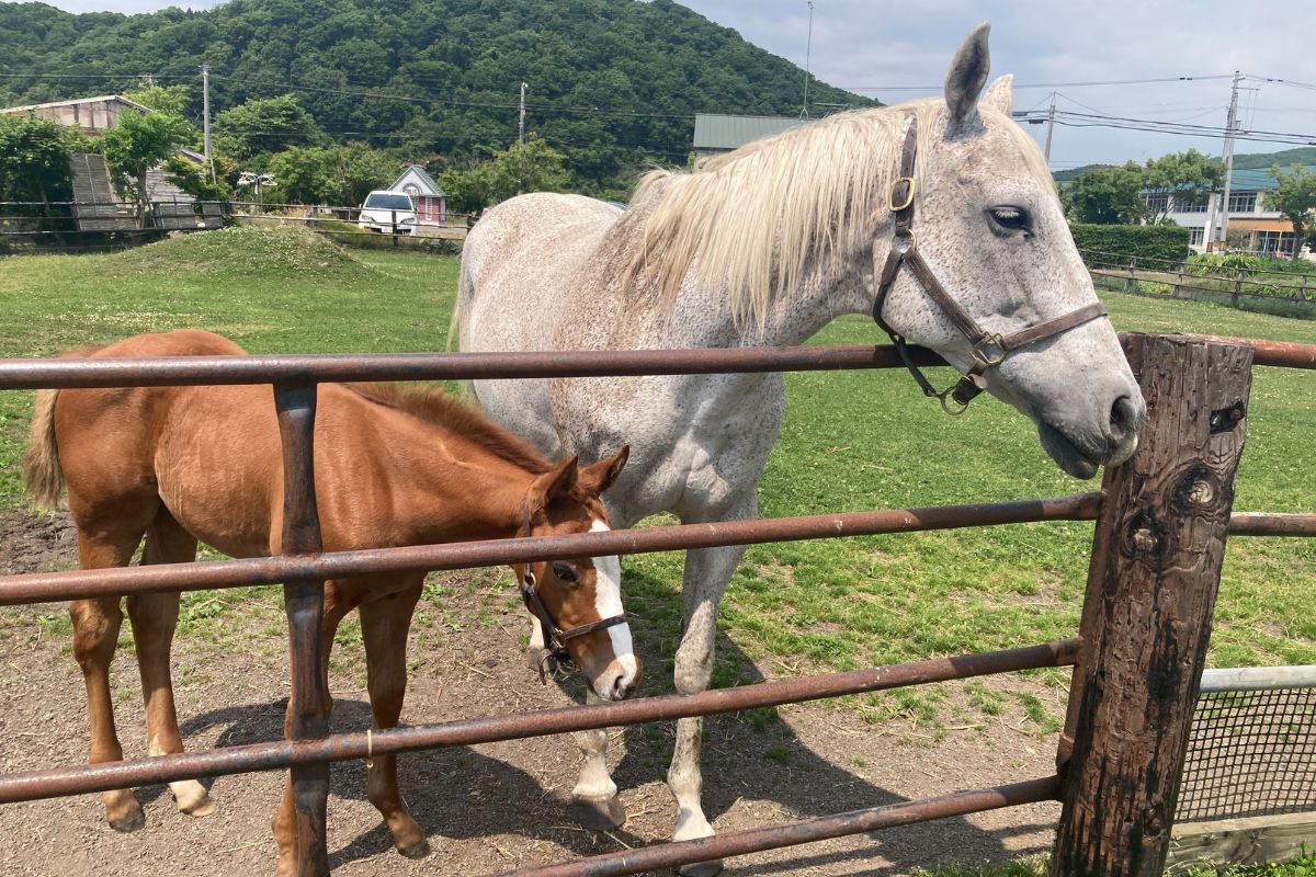 九大競馬サークル