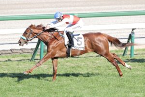 【東大流・次世代スター発掘】ショウナンハヤナミに★5　「後半5F57.8秒はディープインパクト新馬に並ぶ阪神芝2000mの2歳戦史上最速」