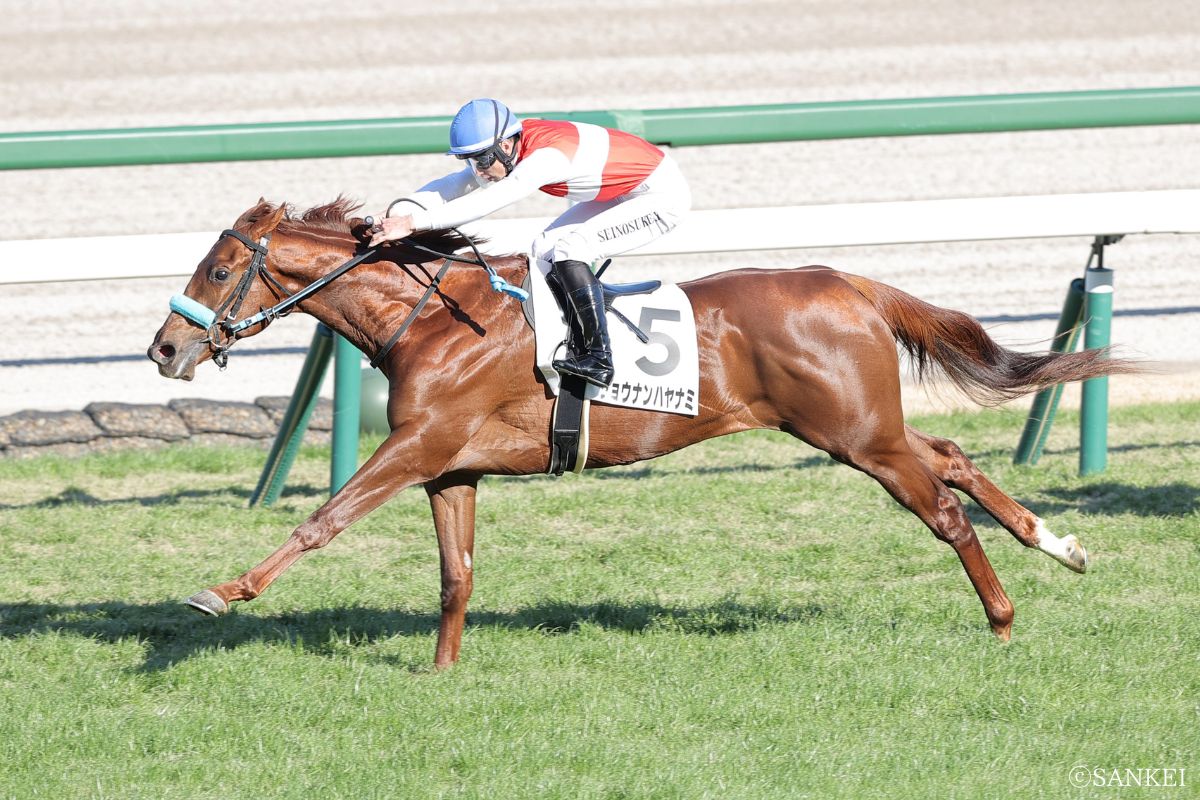 2025年12月28日 阪神・2歳新馬/1着ショウナンハヤナミ