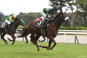 【WIN5研究所】12月13日（土）本線は20点！メインの中日新聞杯は、シンハナーダ含む本線5点勝負