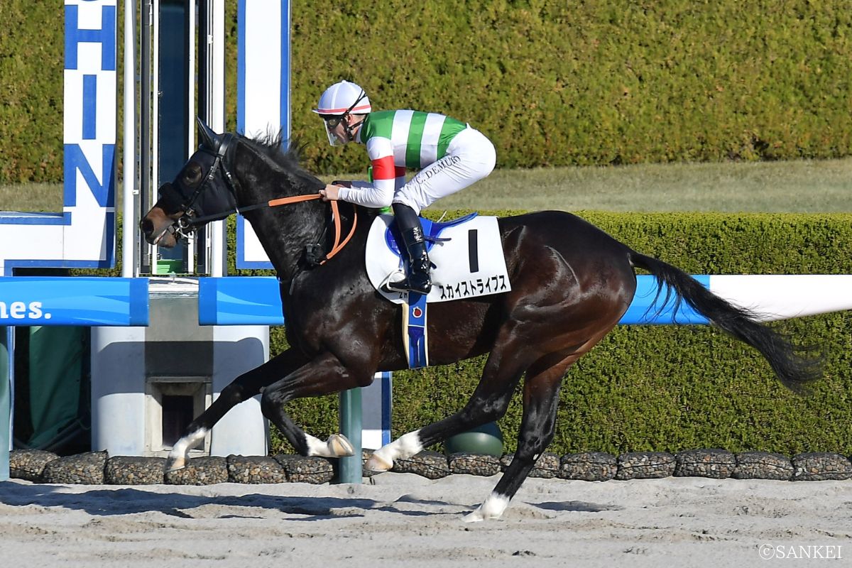 2025年12月13日阪神未勝利/1着スカイストライプス