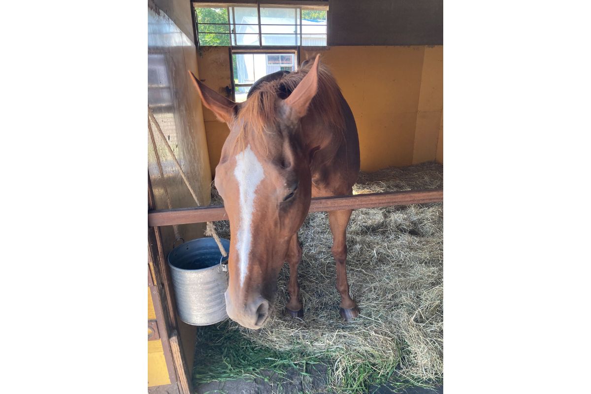 今年見学したロンドンブリッジ(撮影：九大競馬サークル代表)