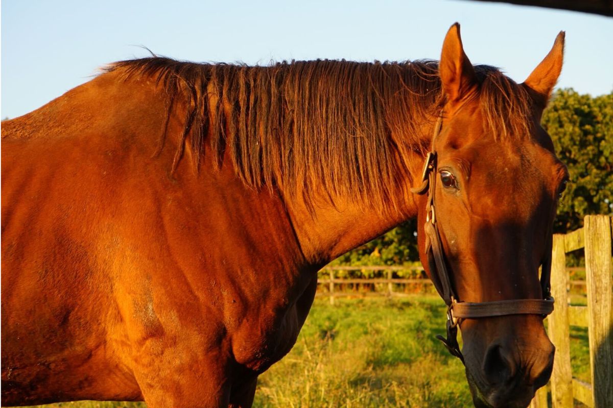 斜陽に照らされる晩年のコンサートボーイ(撮影：九大競馬サークル代表)