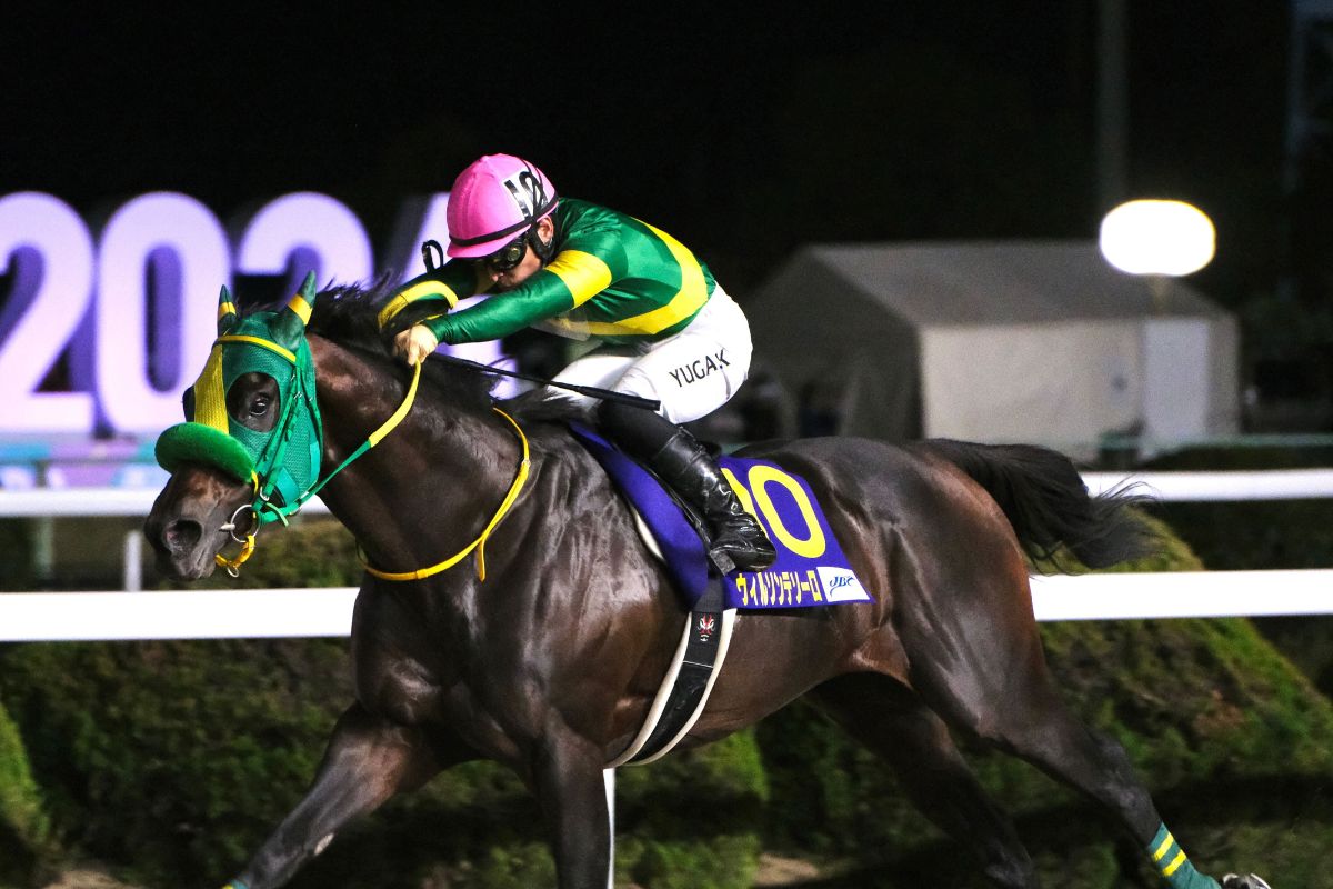 2024年JBCクラシックを制したウィルソンテソーロ(撮影:九大競馬サークル代表)