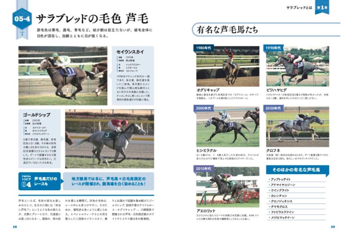 サラブレッドの毛色を紹介