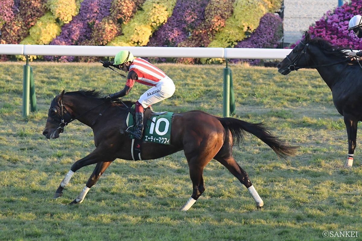 2025年京阪杯を制した時のエーティーマクフィ