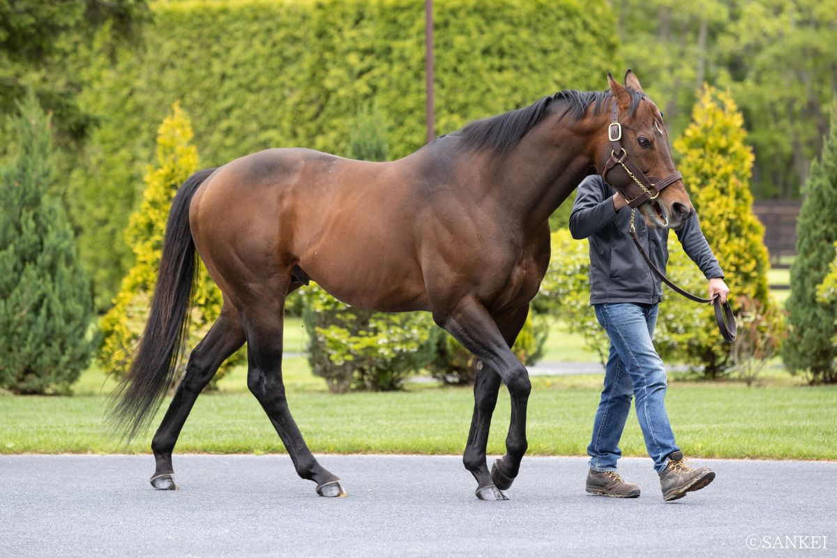種牡馬・ドレフォン（撮影日：2021年5月31日）