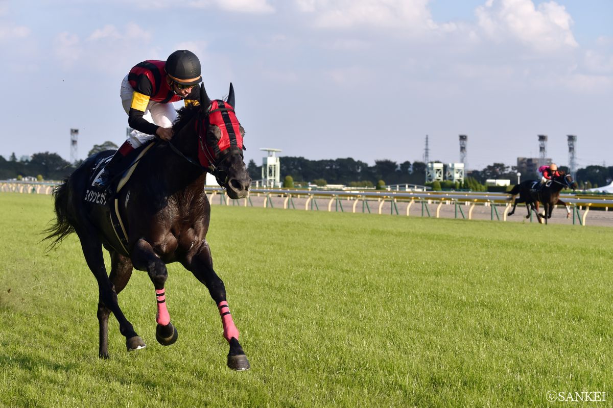 2014年アイルランドトロフィーを制した時のエイシンヒカリ