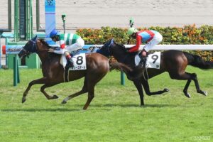 【フェアリーS 調教全頭診断】S評価は1頭！注目が集まるギリーズボール、サンアントワーヌの状態は？