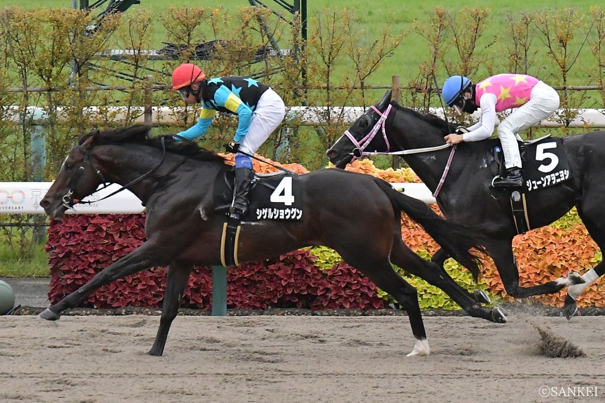 2025年カノープスSを制した時のシゲルショウグン