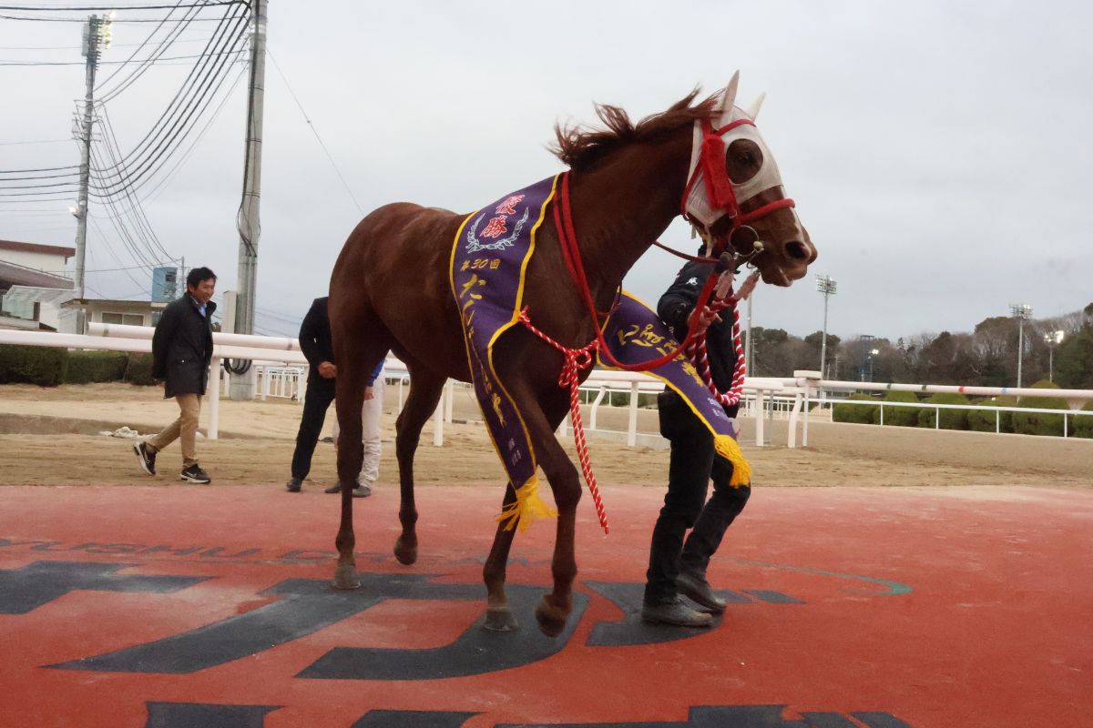 2026年たんぽぽ賞を制したアッシュアール