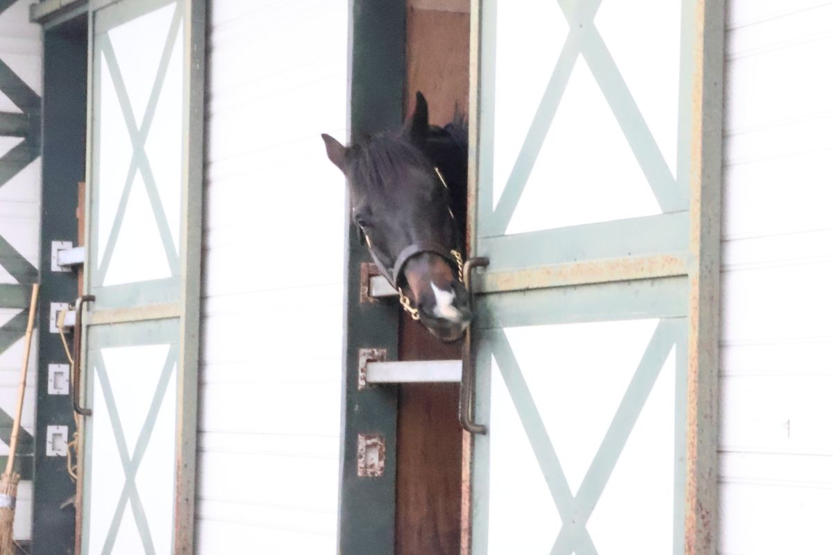 オールブラッシュ(2026年日本軽種馬協会七戸種馬場/合同展示会)