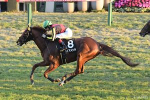 【小倉記念2026・血統診断】出走予定馬をランキング評価！血統面でトップになったのは？