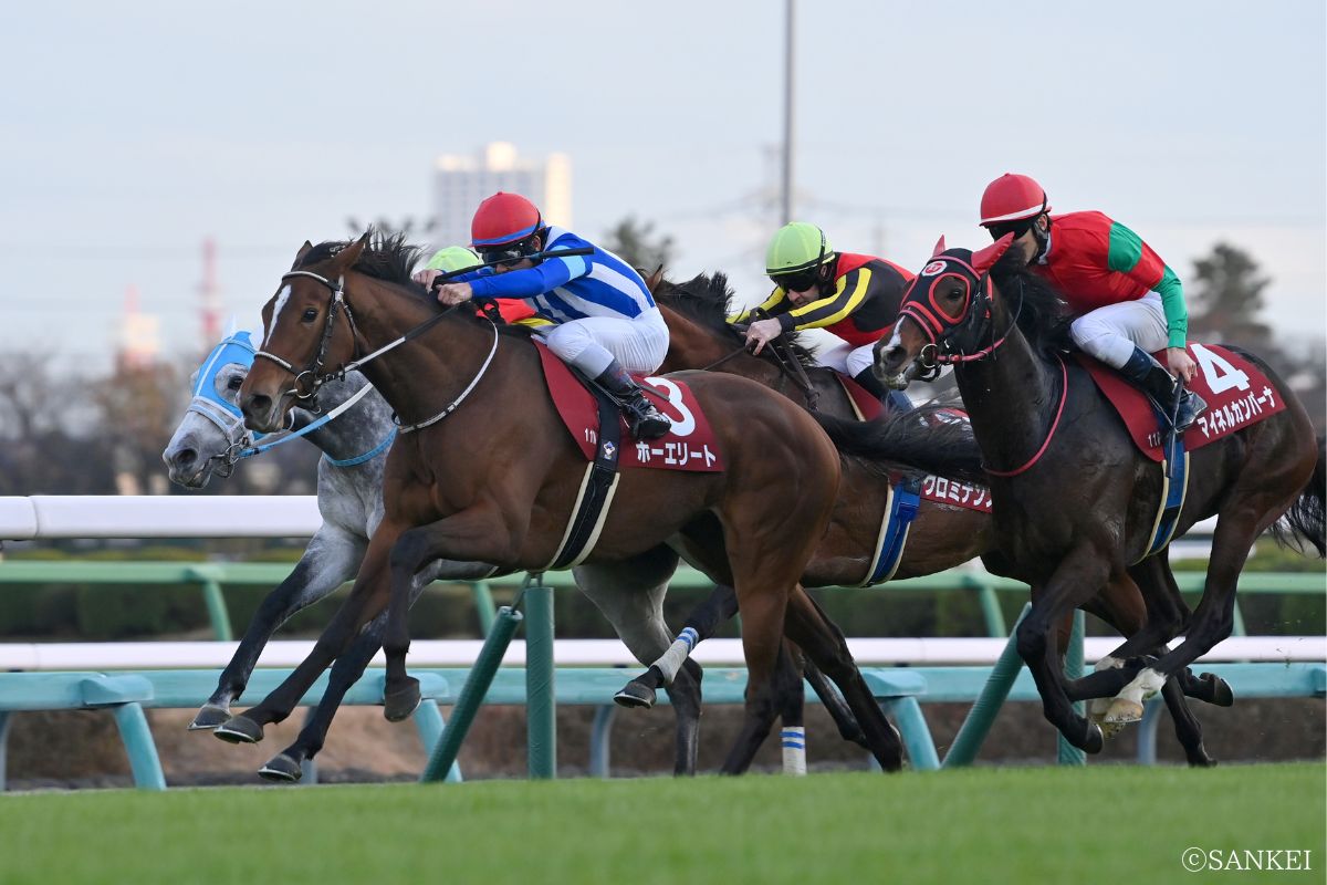 2025年ステイヤーズSを制した時のホーエリート