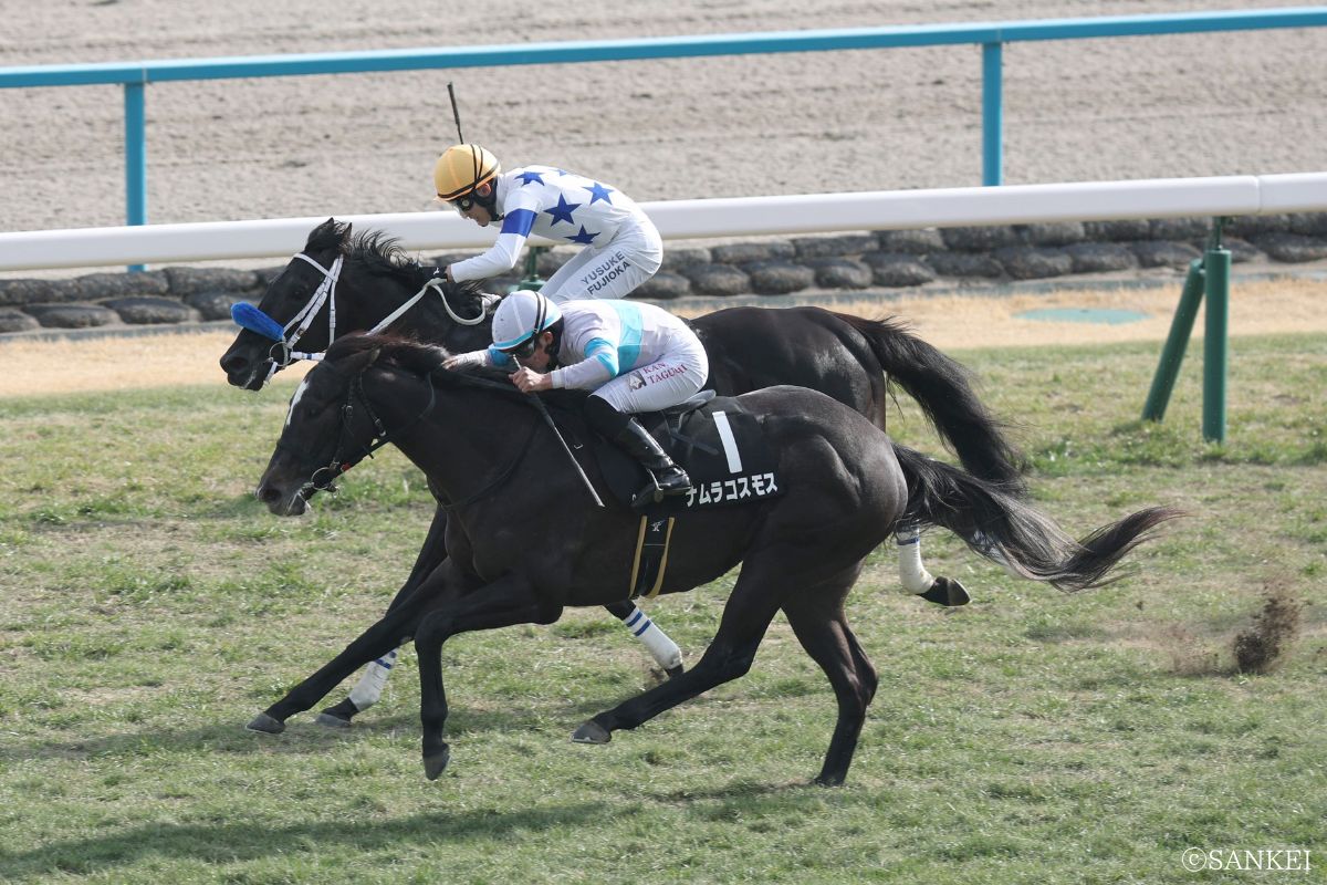 2026年こぶし賞を制した時のナムラコスモス