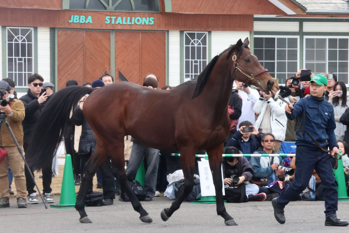 タガノビューティー(2026年日本軽種馬協会七戸種馬場/合同展示会)