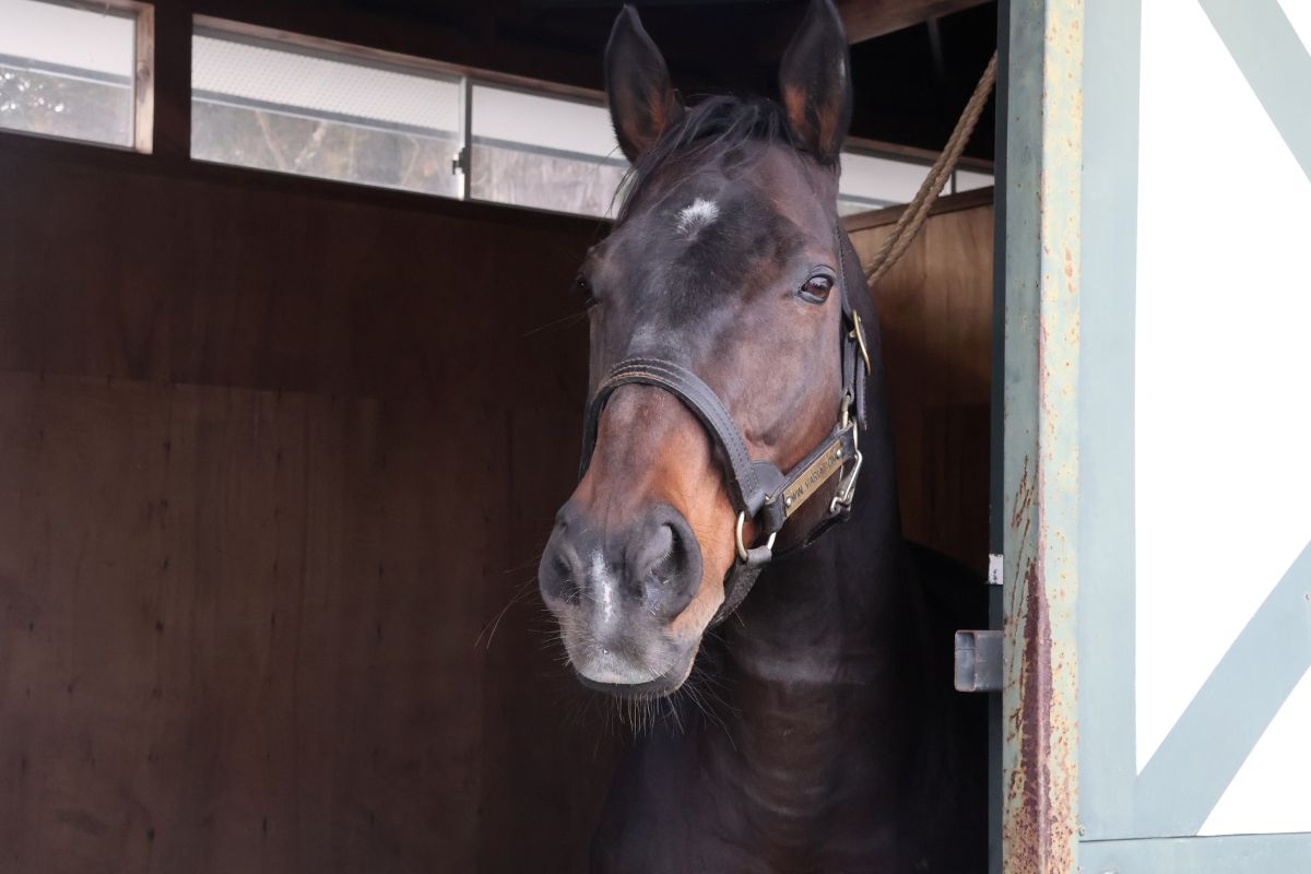 ウインバリアシオン（2026年日本軽種馬協会七戸種馬場）