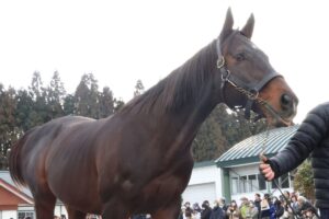 ウインバリアシオンを観に『ウマ娘』ファンも集結！？【JBBA七戸種馬場＆スプリングFの合同展示会】