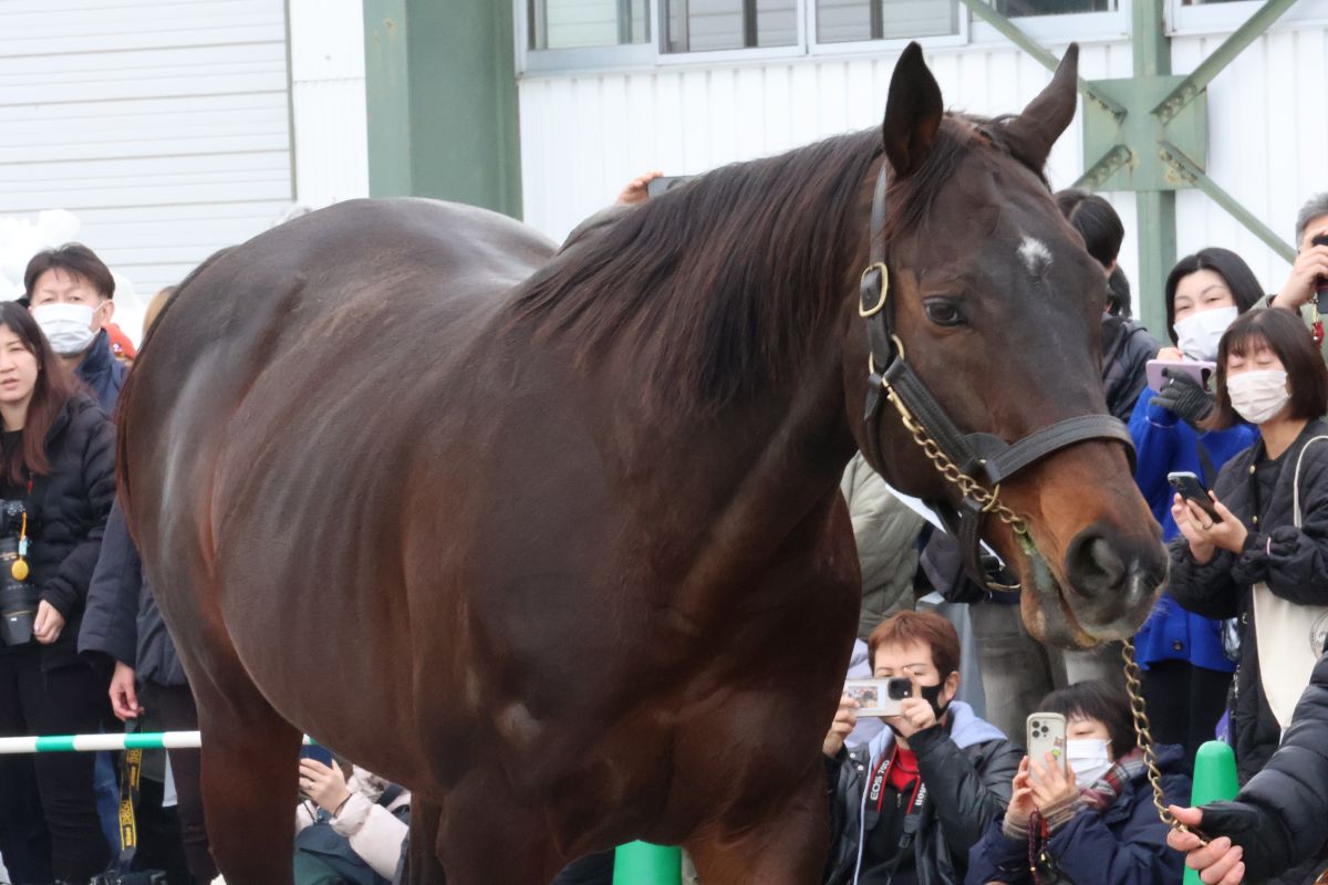 ウインバリアシオン(2026年日本軽種馬協会七戸種馬場/合同展示会)