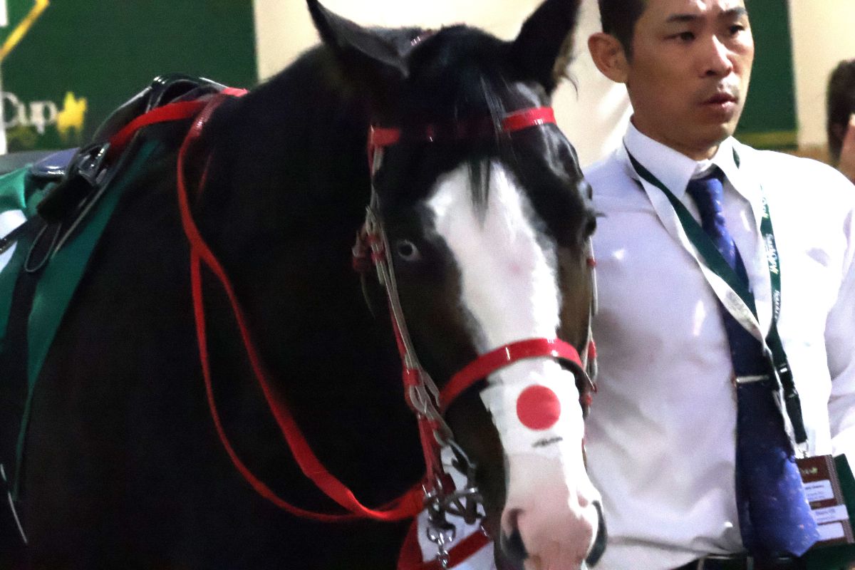 2026年1351ターフスプリントに出走したシンフォーエバー