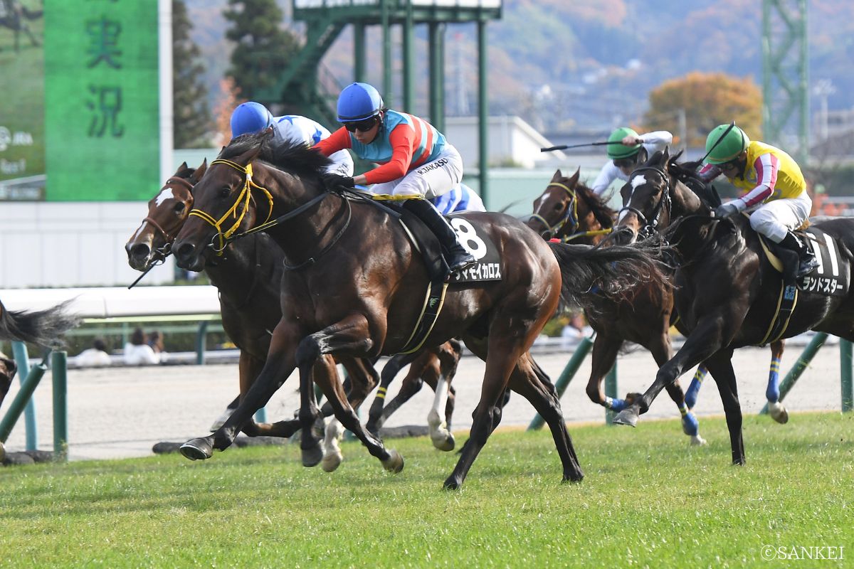 2026年マーガレットSを制した時のタマモイカロス