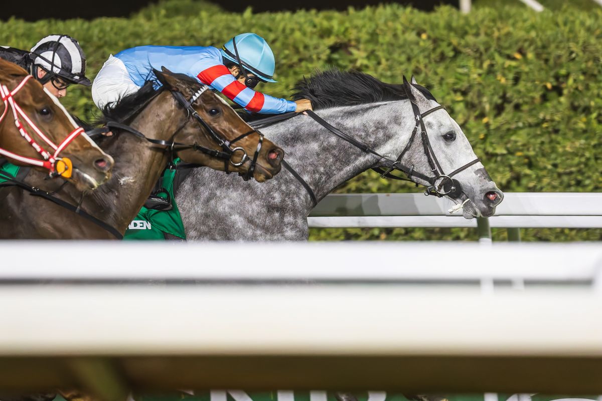 2026年ネオムターフCに出走したヤマニンブークリエ(横山典弘)