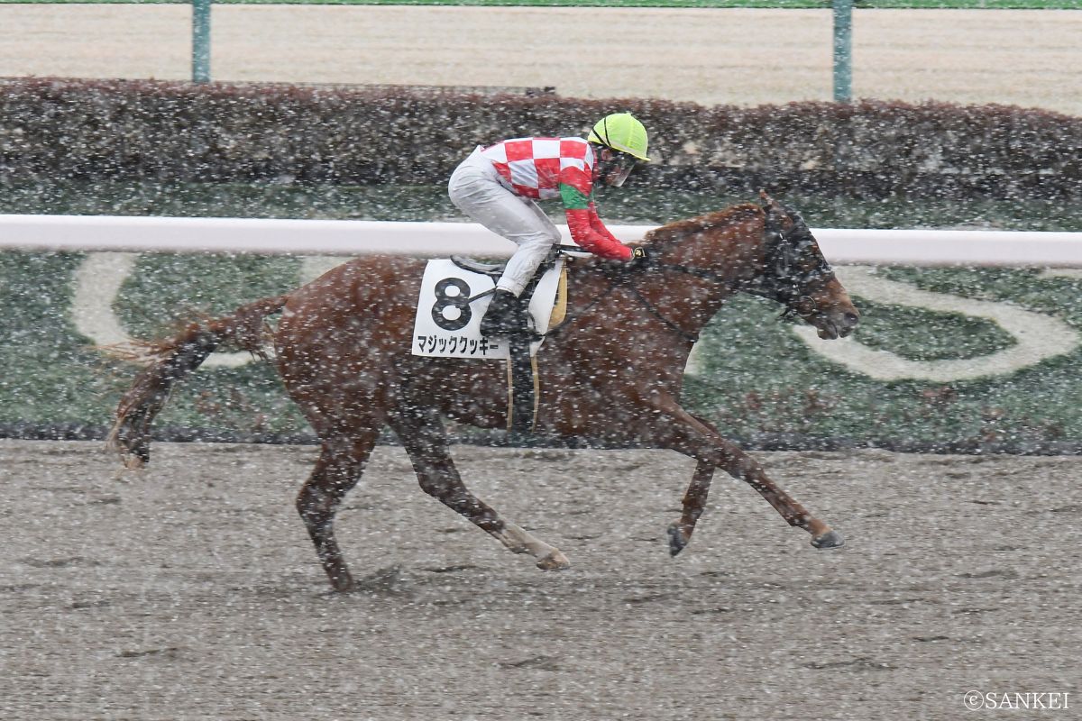 2026/2/7(東京)3歳1勝クラスを制した時のマジッククッキー