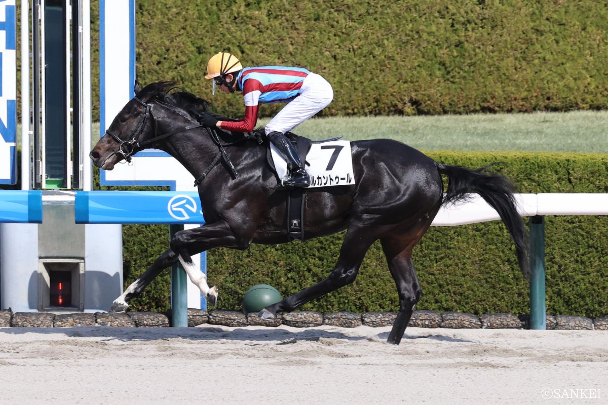 2026/03/01（阪神）3歳1勝クラス/1着メルカントゥール