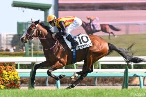 【登録馬】ニュージーランドT