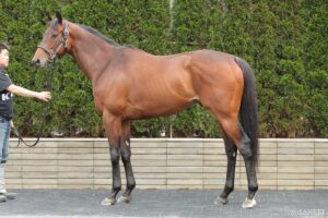 【函館記念・馬体診断】有力馬3頭を徹底比較！文句なしの状態で“100点満点”を得たのは？