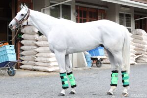 【安田記念・馬体診断】有力馬3頭を徹底比較！文句なしで“100点満点”を得たのは？