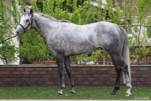 【北九州記念・馬体診断】有力馬3頭を徹底比較！文句なしの状態で“100点満点”を得たのは？