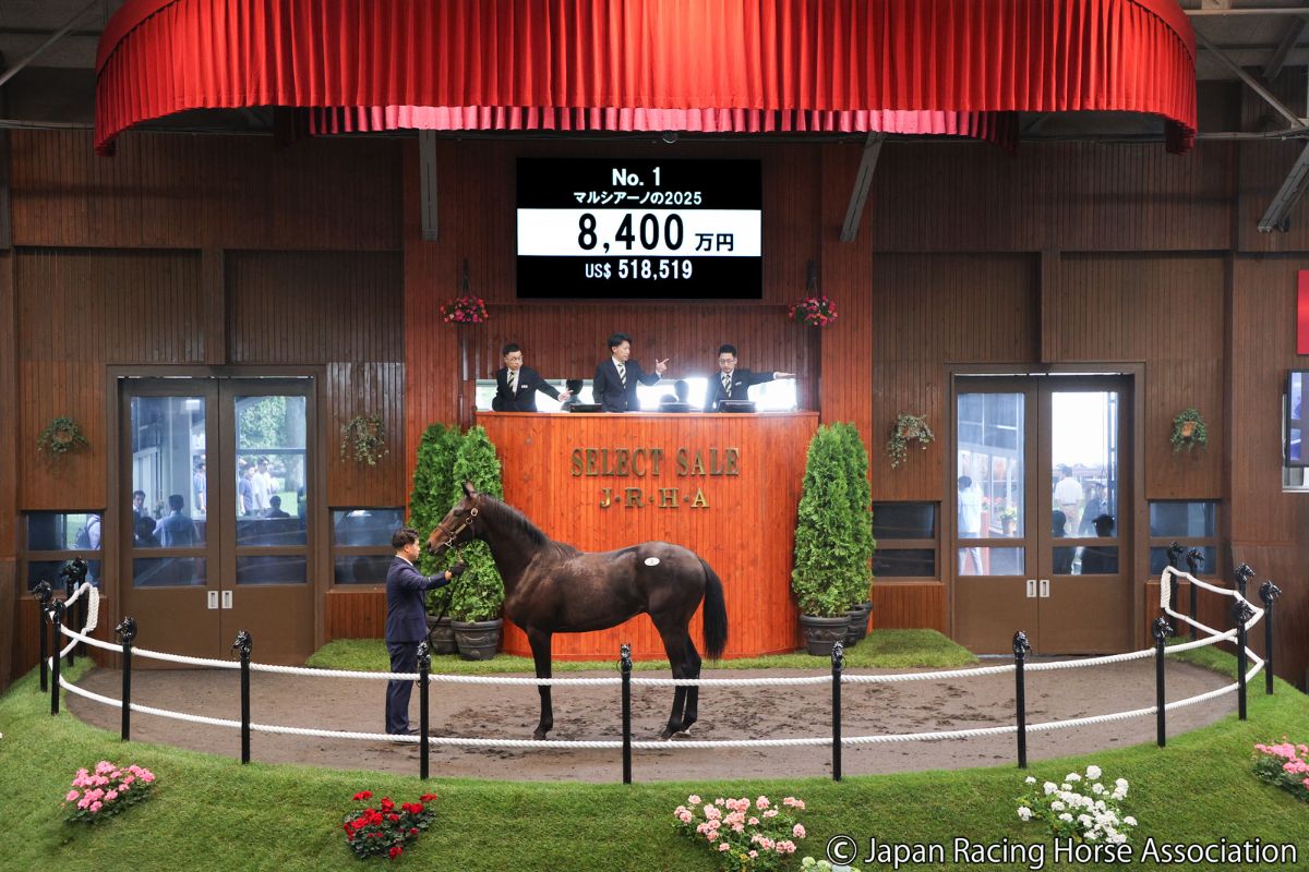 マルシアーノの2025(セレクトセール2026)©Japan Racing Horse Association