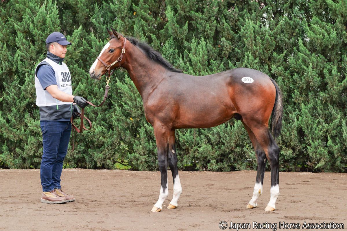 キングズハーレクイーンの2026©Japan Racing Horse Association